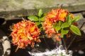 Azalia MANDARIN LIGHTS