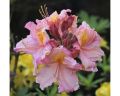 Azalia wielkokwiatowa CECILE