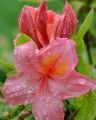 Azalia wielkokwiatowa CECILE