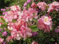 Azalia wielkokwiatowa CECILE