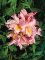 Azalia wielkokwiatowa CECILE