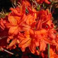 Azalia wielkokwiatowa FIREBALL