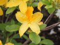Azalia wielkokwiatowa GOLDTOPAS