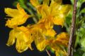 Azalia wielkokwiatowa GOLDTOPAS
