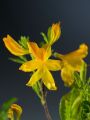 Azalia wielkokwiatowa GOLDTOPAS