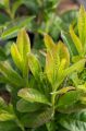 Azalia wielkokwiatowa GOLDTOPAS