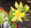 AZALIA wielkokwiatowa LIMETTA