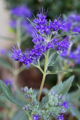 Karyopteris klandonský WORCESTER GOLD