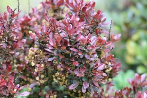 Berberis Thunbergia ATROPURPUREA