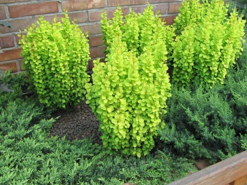 Berberis Thunbergia GOLDEN TOWER