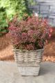 Berberys Thunberga ORANGE DREAM