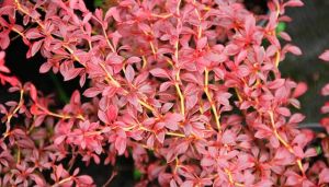 Berberis Thunbergii ORANGE DREAM