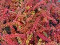 Berberys Thunberga RED CARPET
