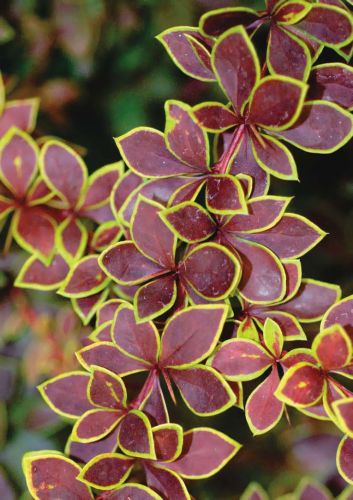 Berberis Thunbergov GOLDEN RING