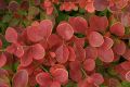Berberys Thunberga GOLDEN RING