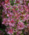 Berberys Thunberga GOLDEN RING
