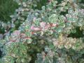 Berberys Thunberga KELLERIS
