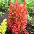 Berberys Thunberga ORANGE ICE