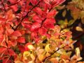 Berberys Thunberga ORANGE ICE