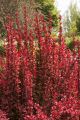 Berberys Thunberga ORANGE ROCKET
