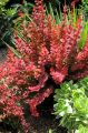 Berberys Thunberga ORANGE ROCKET