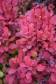 Berberys Thunberga ORANGE ROCKET