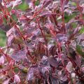 Berberys Thunberga ROSE GLOW