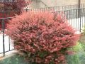 Berberys Thunberga ROSE GLOW