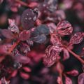 Berberys Thunberga ROSE GLOW