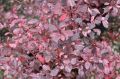 Berberys Thunberga ROSE GLOW