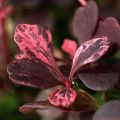 Berberys Thunberga ROSE GLOW