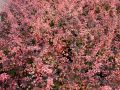 Berberys Thunberga ROSE GLOW