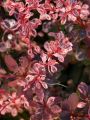 Berberys Thunberga ROSE GLOW