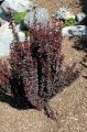 Berberys thunberga ROSE ROCKET