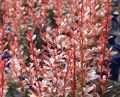 Berberys thunberga ROSE ROCKET