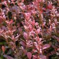 Berberys thunberga ROSE ROCKET