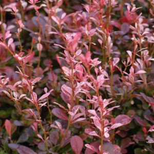 Berberis thunberga ROSE ROCKET  