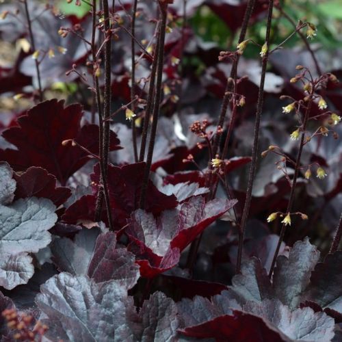 Heuchera OBSIDIAN