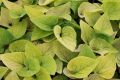 Brunnera DIANE'S GOLD