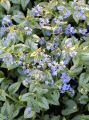 Brunnera SILVER HEART