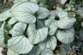Brunnera SILVER HEART