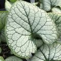 Brunnera SILVER HEART