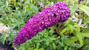Buddleja dávidova ROYAL RED