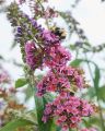 Budleja dwukolorowa Flower Power