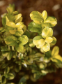 Bukszpan LATIFOLIA MACULATA