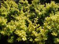 Bukszpan LATIFOLIA MACULATA