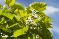 Catalpa kulista AUREA