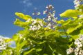 Catalpa kulista AUREA
