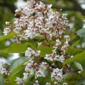 Catalpa PURPUREA