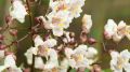Catalpa PURPUREA